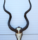 Grote schedel KUDU ANTILOPE op houten schild