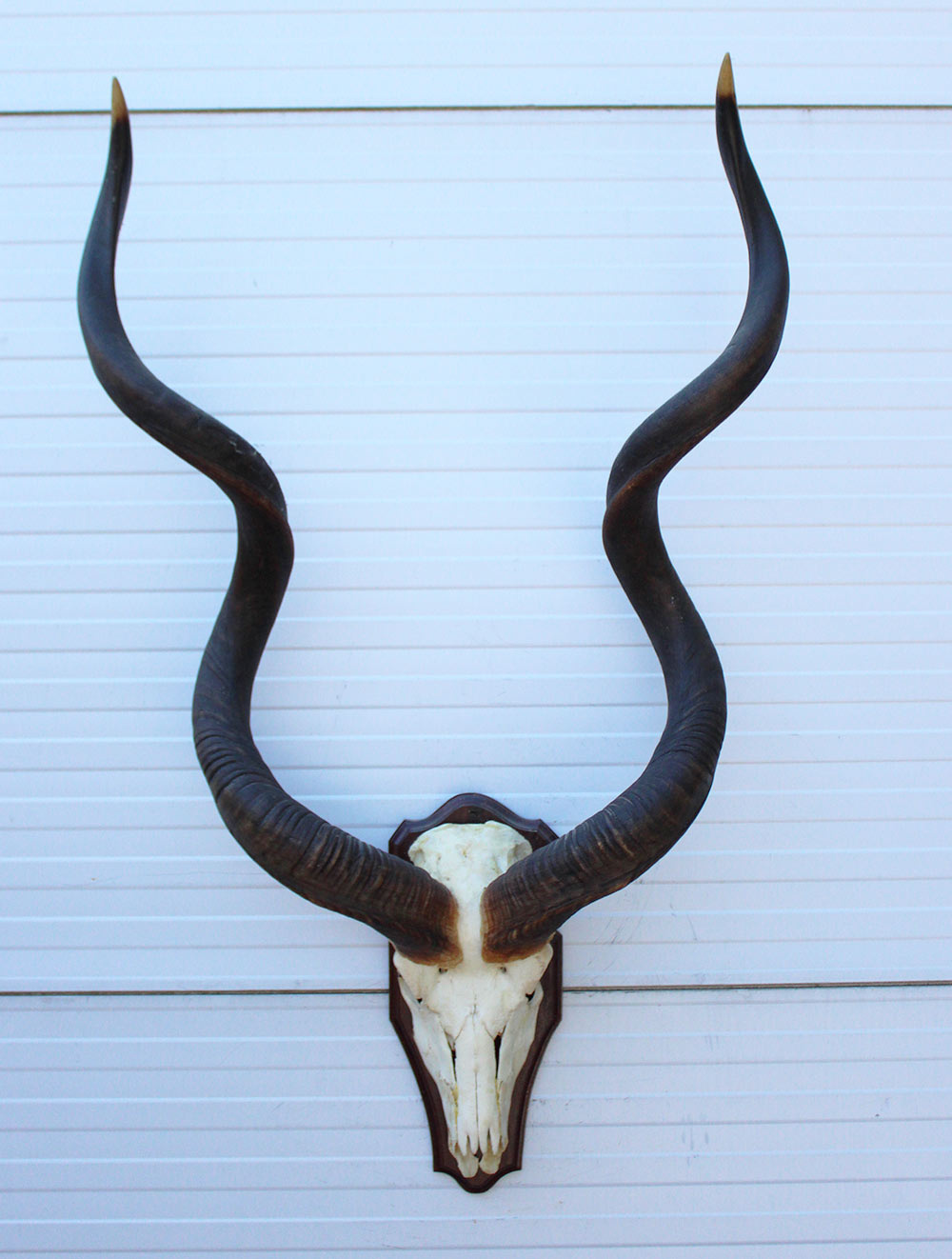 Grote schedel KUDU ANTILOPE op houten schild