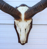 Grote schedel KUDU ANTILOPE op houten schild