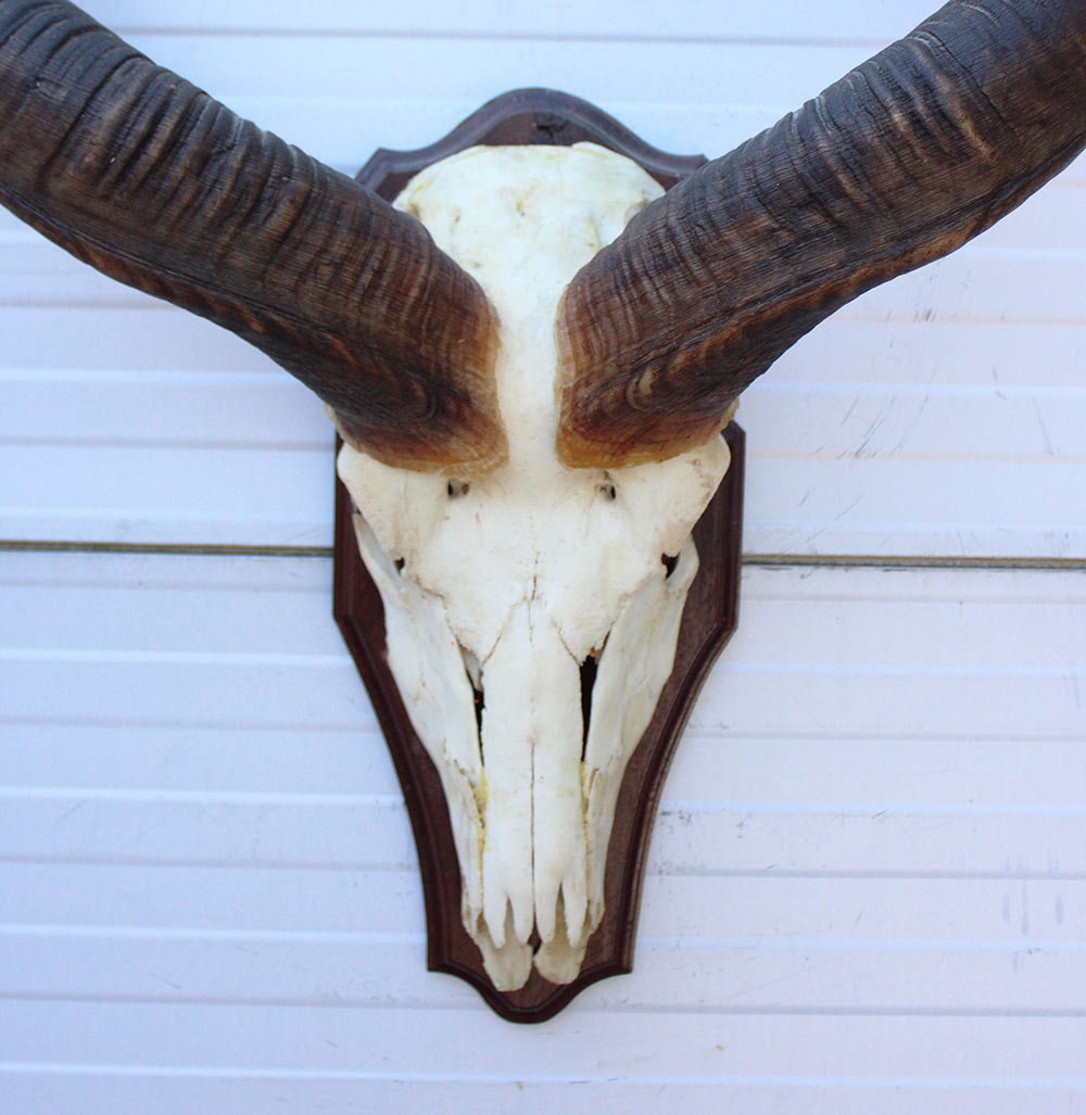 Grote schedel KUDU ANTILOPE op houten schild