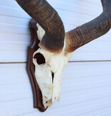 Grote schedel KUDU ANTILOPE op houten schild