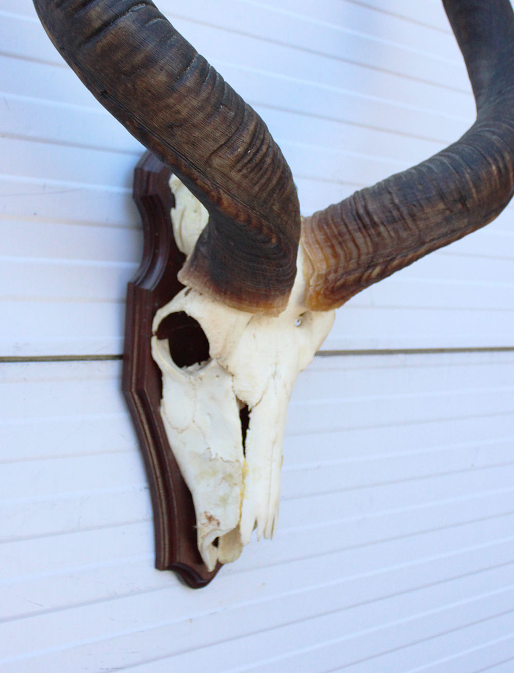 Grote schedel KUDU ANTILOPE op houten schild