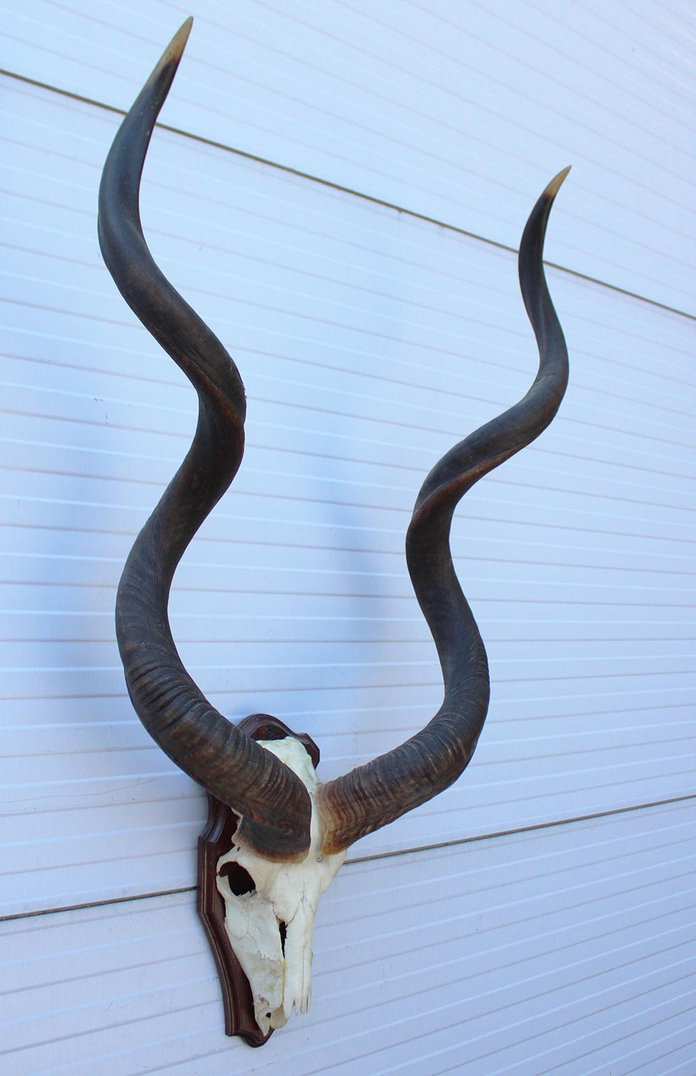 Grote schedel KUDU ANTILOPE op houten schild