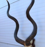 Grote schedel KUDU ANTILOPE op houten schild