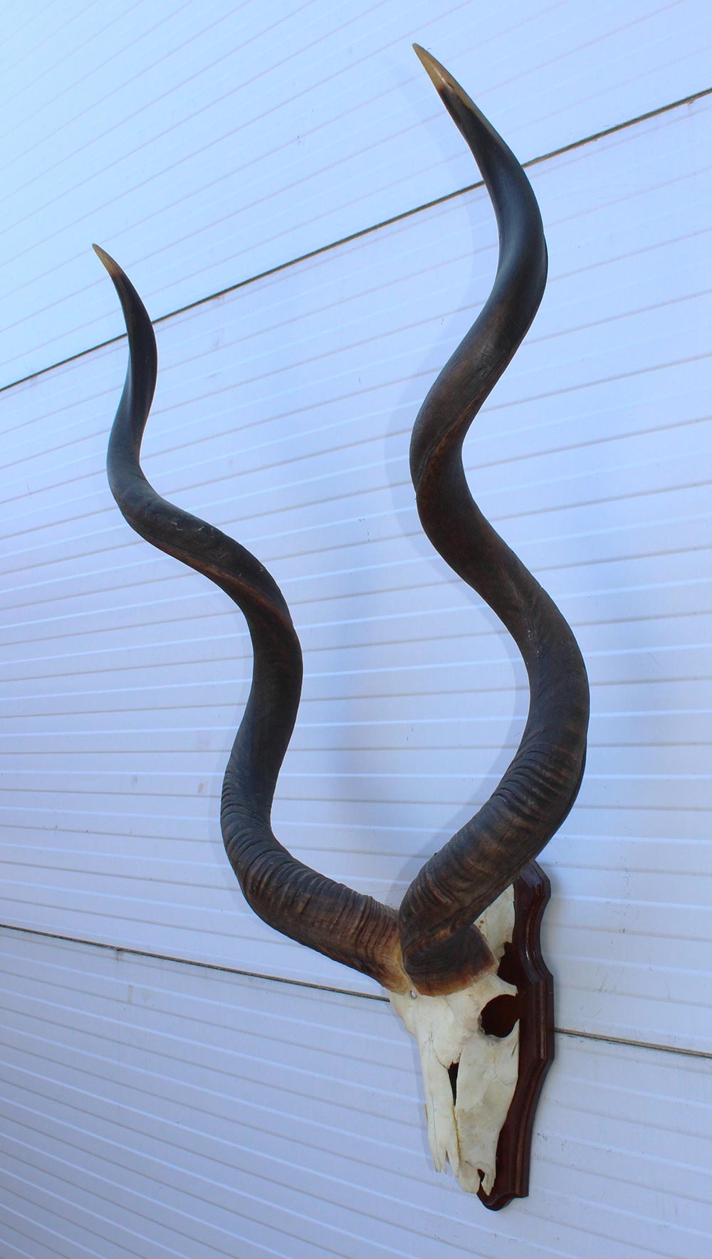 Grote schedel KUDU ANTILOPE op houten schild