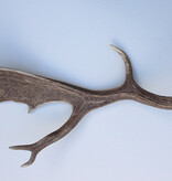 Grote DAMHERT AFWERP GEWEI  STANG - ± 1 kg - 65 cm