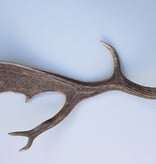 Grote DAMHERT GEWEI  STANG - ± 1 kg - 65 cm