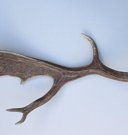 Grote DAMHERT AFWERP GEWEI STANG - ± 1 kg - 65 cm  - ref.  F