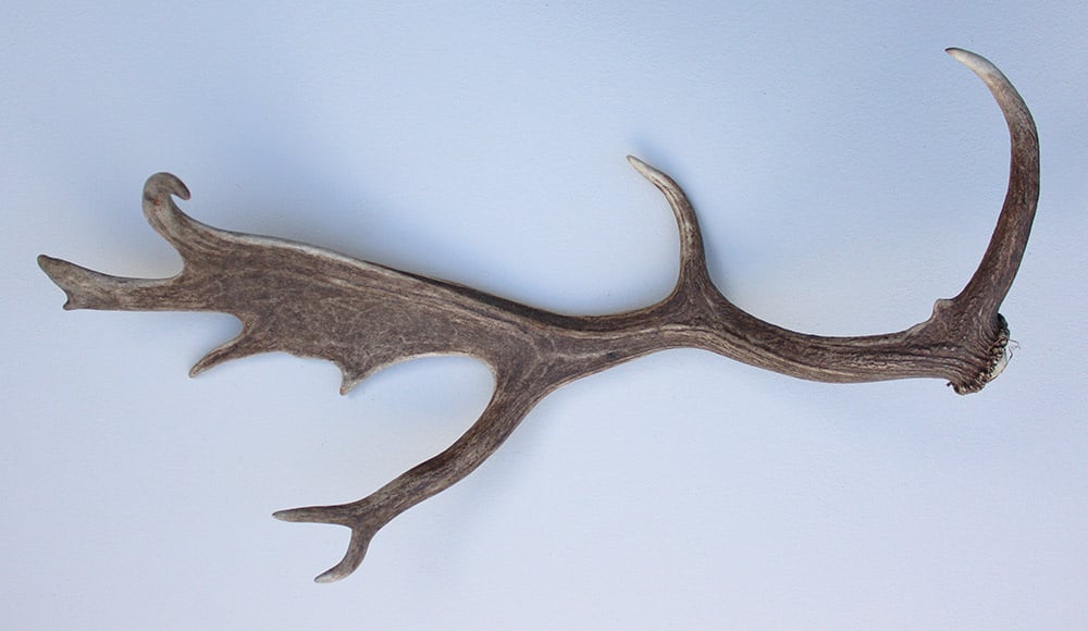 Grote DAMHERT AFWERP GEWEI  STANG - ± 1 kg - 65 cm