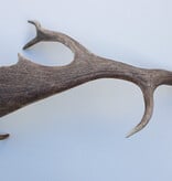 Grote DAMHERT AFWERP GEWEI  STANG - ± 1 kg - 65 cm