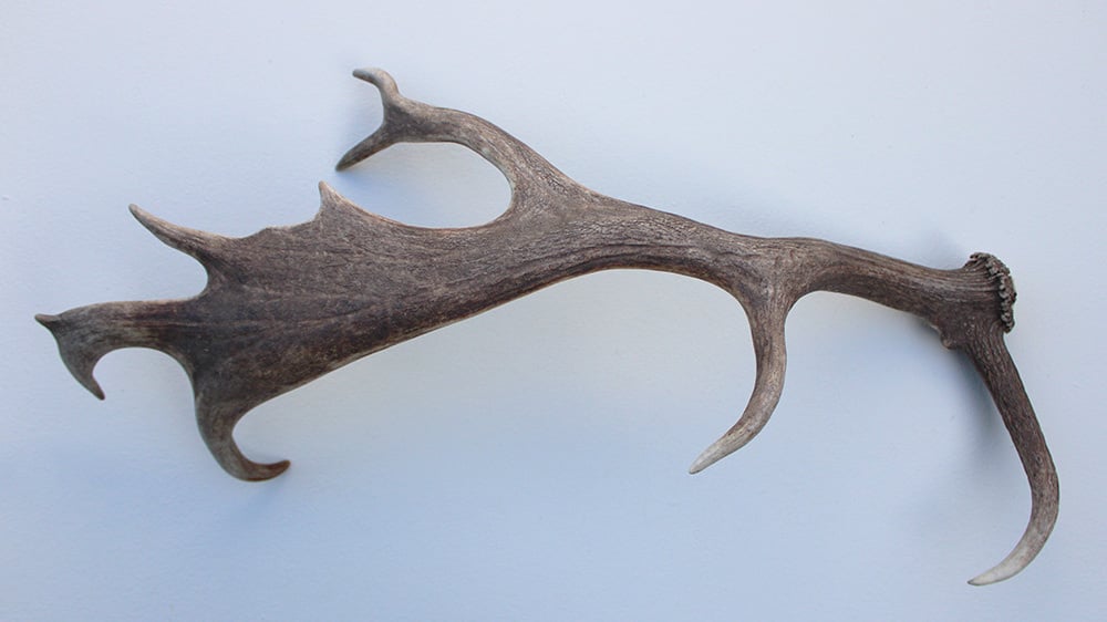 Grote DAMHERT AFWERP GEWEI  STANG - ± 1 kg - 65 cm