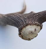 Grote DAMHERT GEWEI  STANG - ± 1 kg - 65 cm