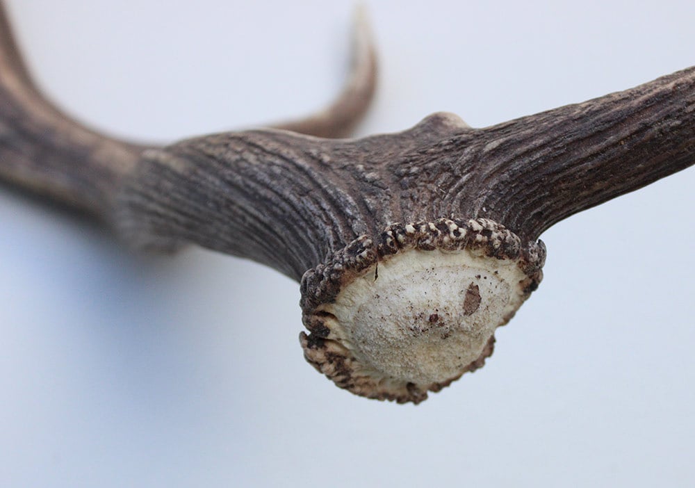 Grote DAMHERT GEWEI  STANG - ± 1 kg - 65 cm