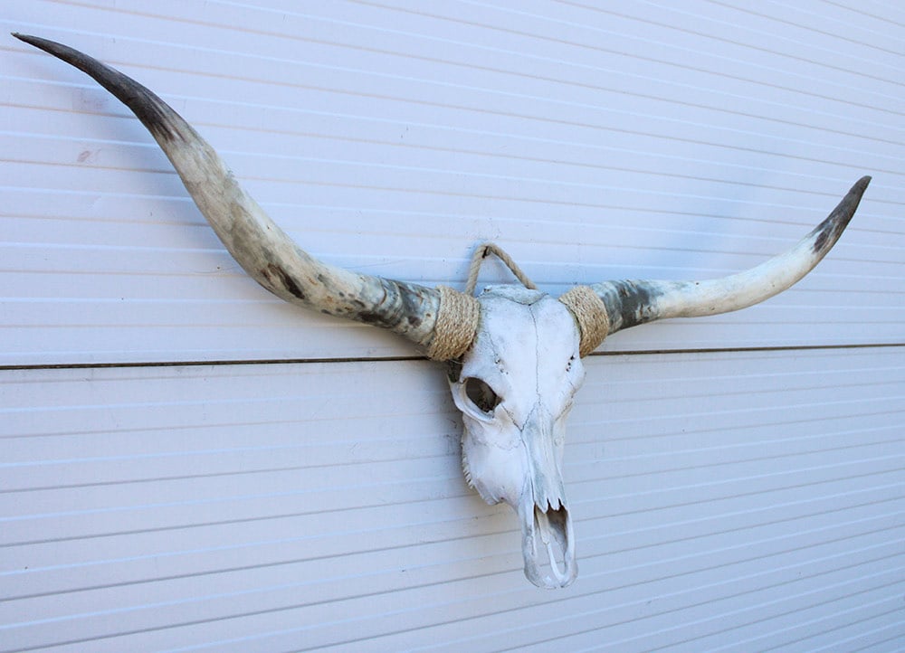 Grote schedel TEXAS STYLE LONGHORN 146 cm