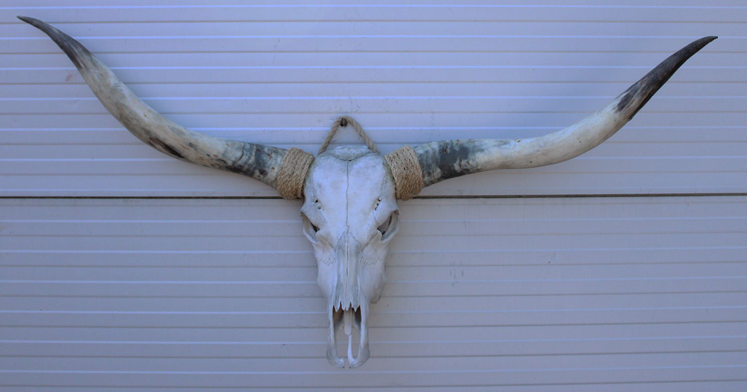Grote schedel TEXAS STYLE LONGHORN 146 cm