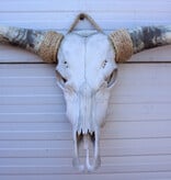 Grote schedel TEXAS STYLE LONGHORN 146 cm