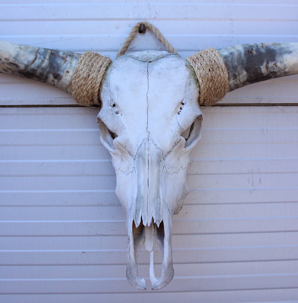 Grote schedel TEXAS STYLE LONGHORN 146 cm