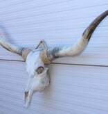 Grote schedel TEXAS STYLE LONGHORN 146 cm