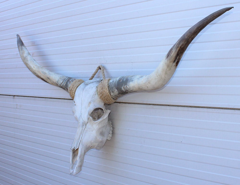 Grote schedel TEXAS STYLE LONGHORN 146 cm