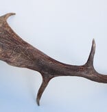 Grote DAMHERT AFWERP GEWEI  STANG - ± 1 kg - 75 cm