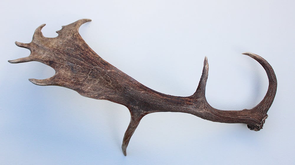 Grote DAMHERT AFWERP GEWEI  STANG - ± 1 kg - 75 cm