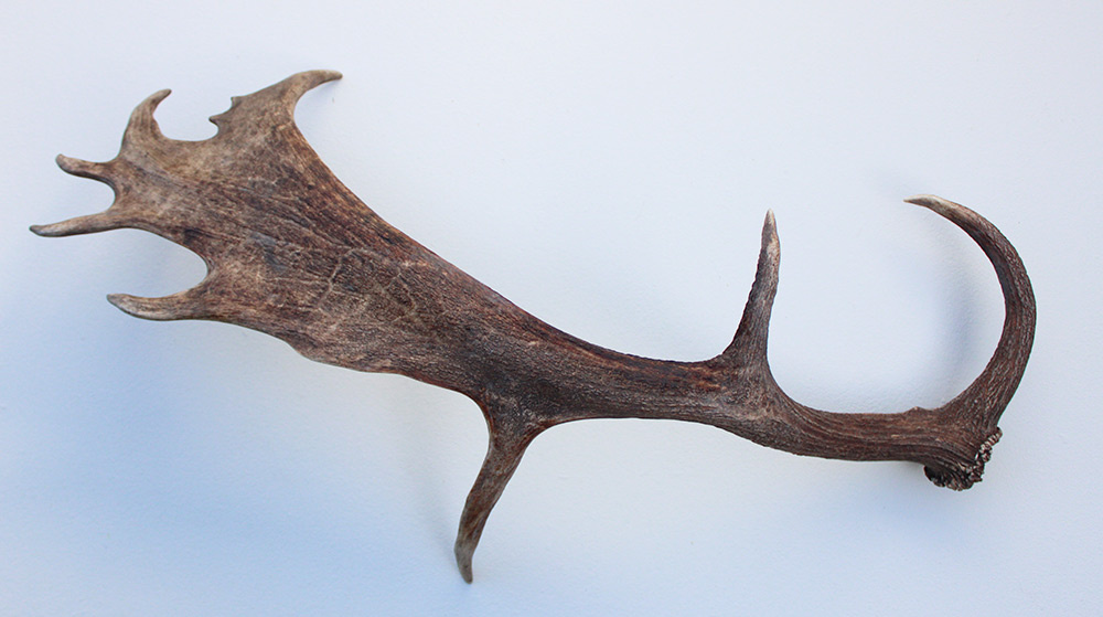 Grote DAMHERT GEWEI  STANG - ± 1 kg - 75 cm