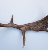 Grote DAMHERT AFWERP GEWEI  STANG - ± 1 kg - 75 cm
