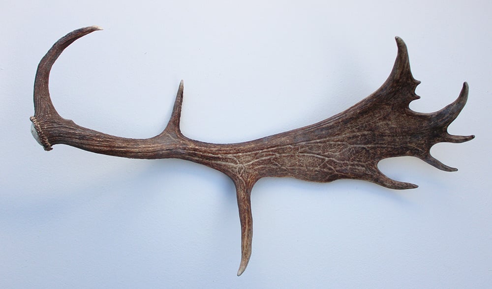 Grote DAMHERT AFWERP GEWEI  STANG - ± 1 kg - 75 cm