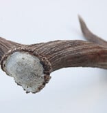 Grote DAMHERT GEWEI  STANG - ± 1 kg - 75 cm