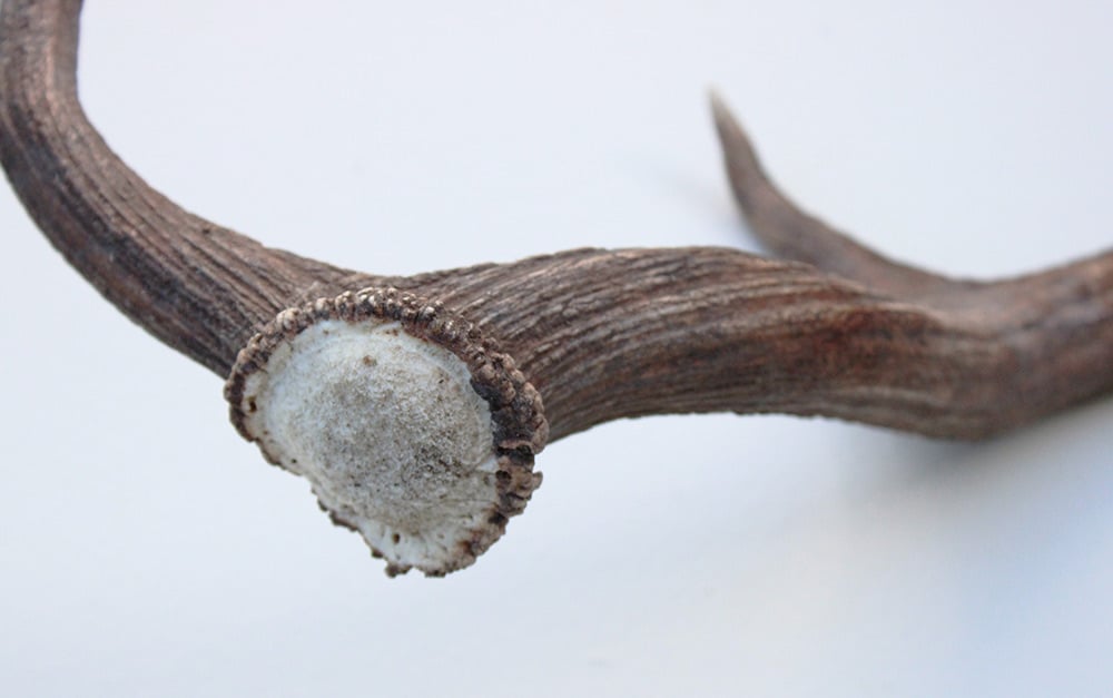 Grote DAMHERT AFWERP GEWEI  STANG - ± 1 kg - 75 cm