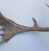 Grote DAMHERT AFWERP GEWEI  STANG - ± 1,5 kg - 70 cm