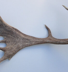 Grote DAMHERT AFWERP GEWEI STANG - ± 1,5 kg - 70 cm  - ref.  H