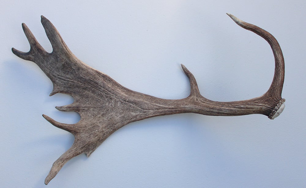 Grote DAMHERT AFWERP GEWEI  STANG - ± 1,5 kg - 70 cm