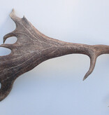 Grote DAMHERT AFWERP GEWEI  STANG - ± 1,5 kg - 70 cm