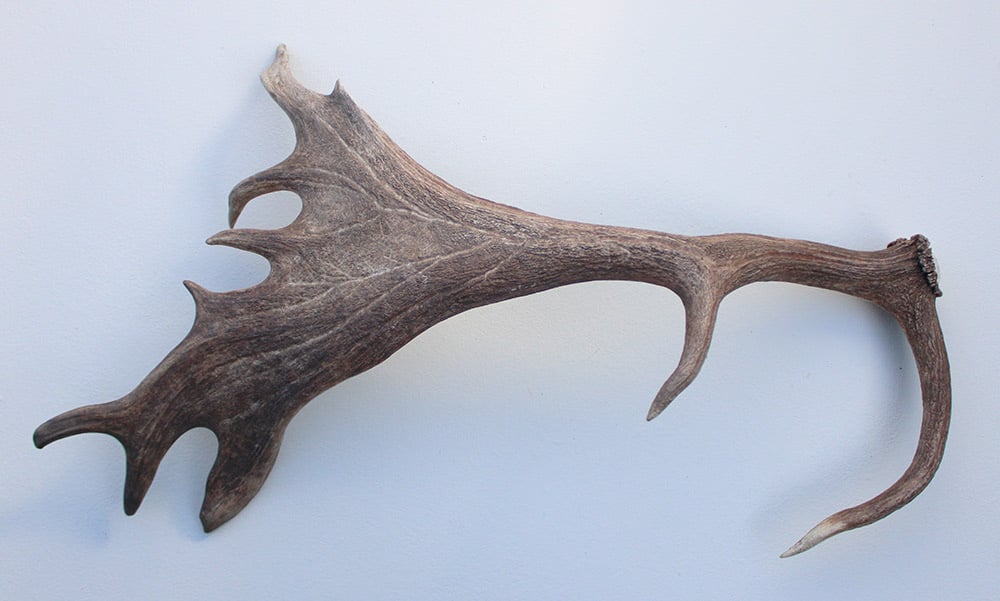 Grote DAMHERT AFWERP GEWEI  STANG - ± 1,5 kg - 70 cm
