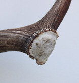 Grote DAMHERT GEWEI  STANG - ± 1,5 kg - 70 cm