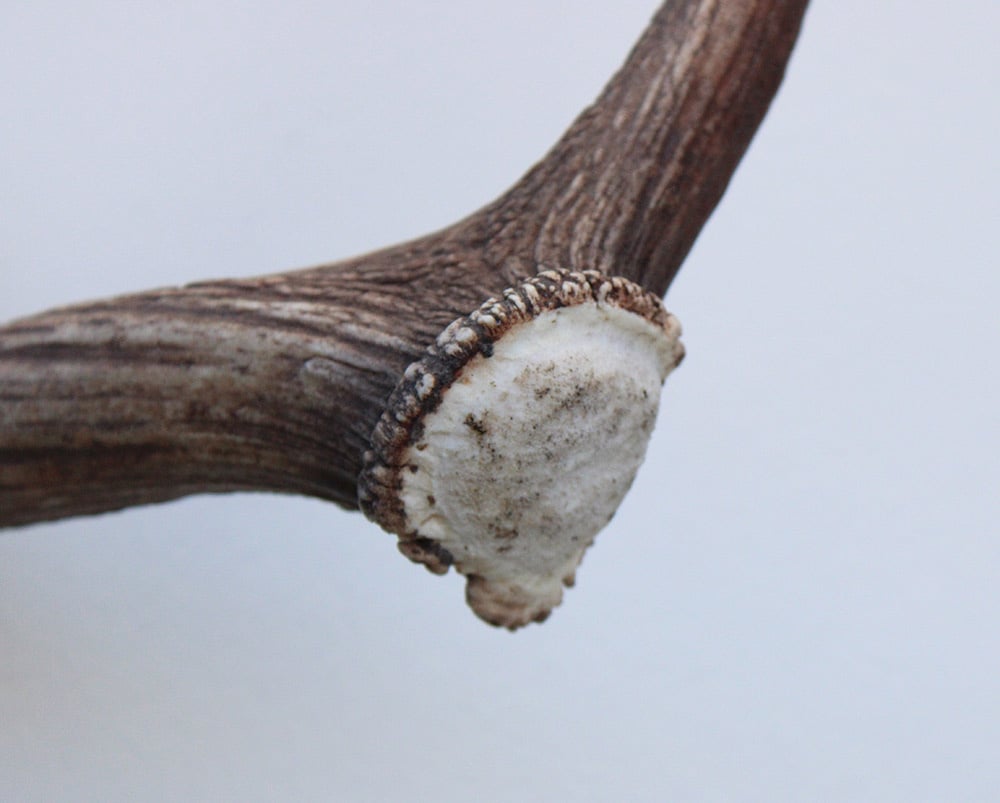 Grote DAMHERT GEWEI  STANG - ± 1,5 kg - 70 cm