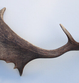 Grote DAMHERT GEWEI STANG - ± 1 kg - 60 cm  - ref.  i
