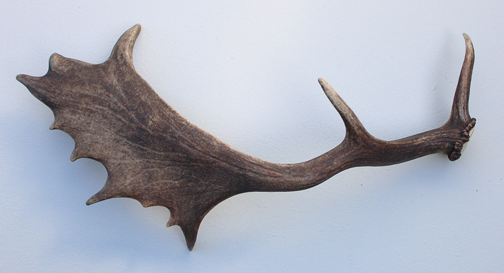 Grote DAMHERT GEWEI STANG - ± 1 kg - 60 cm