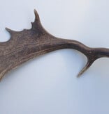 Grote DAMHERT GEWEI STANG - ± 1 kg - 60 cm