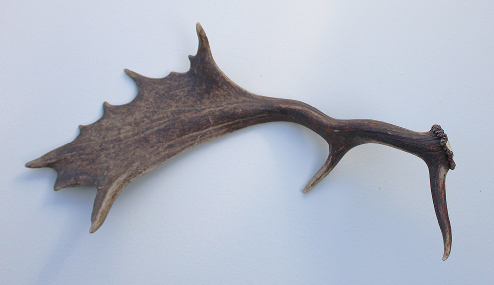 Grote DAMHERT GEWEI STANG - ± 1 kg - 60 cm