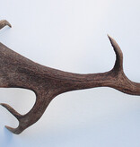 Grote DAMHERT AFWERP GEWEI  STANG - ± 1 kg - 70 cm