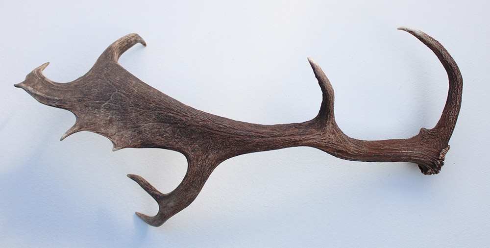 Grote DAMHERT AFWERP GEWEI  STANG - ± 1 kg - 70 cm