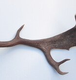 Grote DAMHERT AFWERP GEWEI  STANG - ± 1 kg - 70 cm