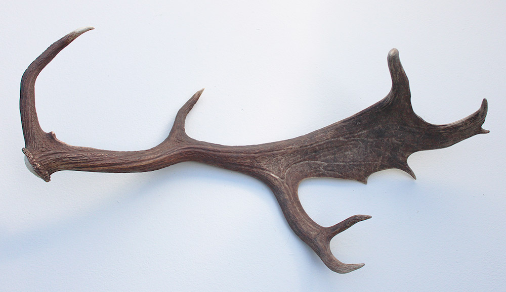 Grote DAMHERT AFWERP GEWEI  STANG - ± 1 kg - 70 cm