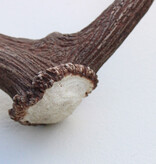 Grote DAMHERT AFWERP GEWEI  STANG - ± 1 kg - 70 cm