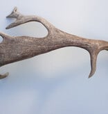 Grote DAMHERT AFWERP GEWEI  STANG - ± 1 kg - 67 cm