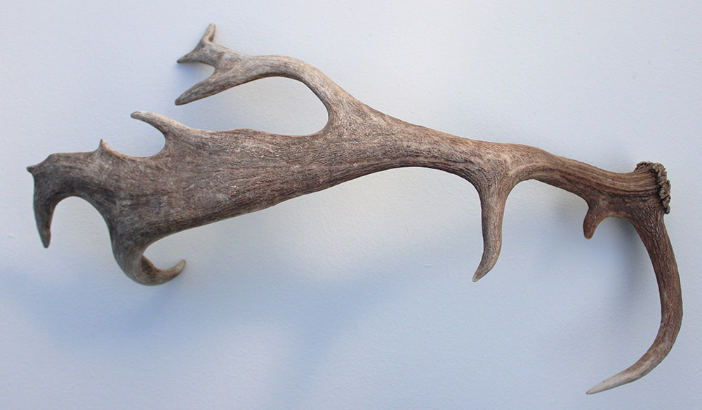 Grote DAMHERT AFWERP GEWEI  STANG - ± 1 kg - 67 cm