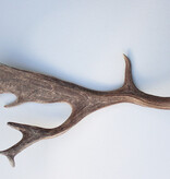 Grote DAMHERT AFWERP GEWEI  STANG - ± 1 kg - 67 cm