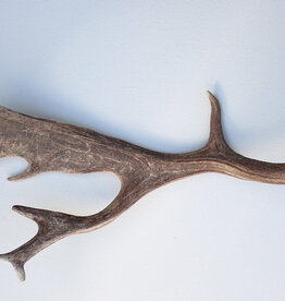 Grote DAMHERT AFWERP GEWEI STANG - ± 1 kg - 67 cm  - ref.  K